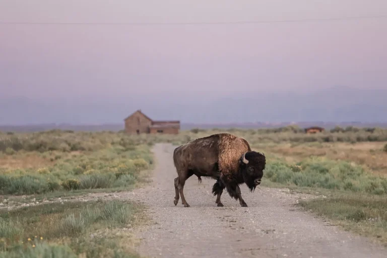 Les 8 Lodges les Plus Beaux aux Abords des Parcs Nationaux US