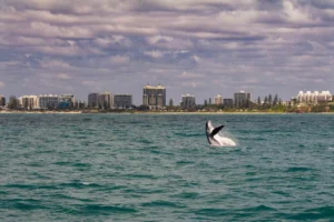 Découvrez la route des baleines en Australie vers la Grande Barrière