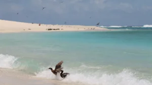 L'île hawaïenne aux oiseaux uniques inaccessible aux visiteurs