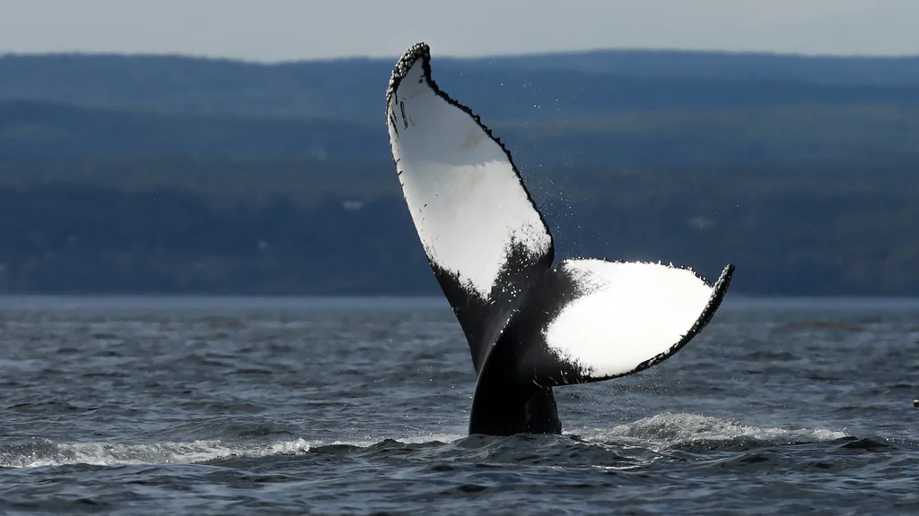 Un Village Canadien Idéal Pour Observer Les Baleines