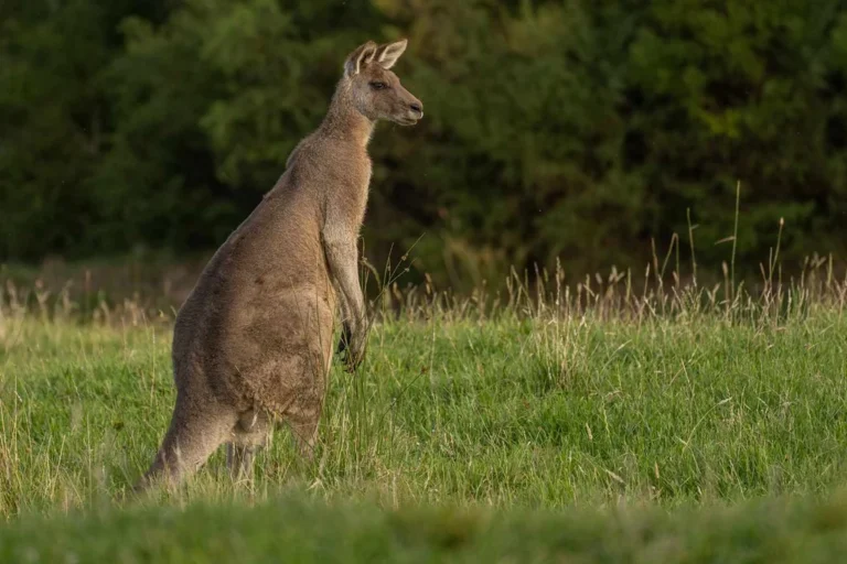 Safari en Australie : 21 jours à travers 8 parcs nationaux