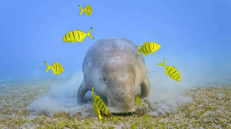 Dugong entouré de poissons tropicaux