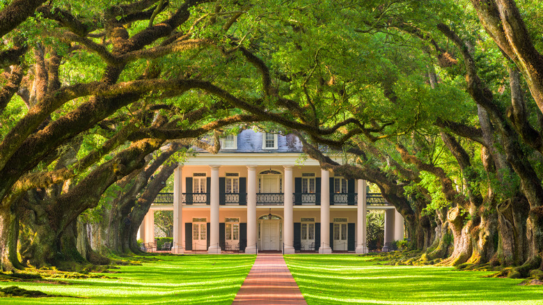Path leading to a plantation
