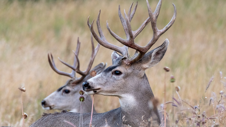 Cerf de Virginie dans les herbes de la prairie