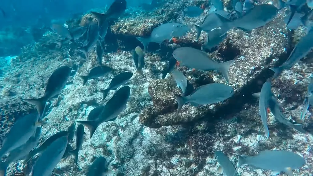 Épave australienne: plongée réservée aux experts