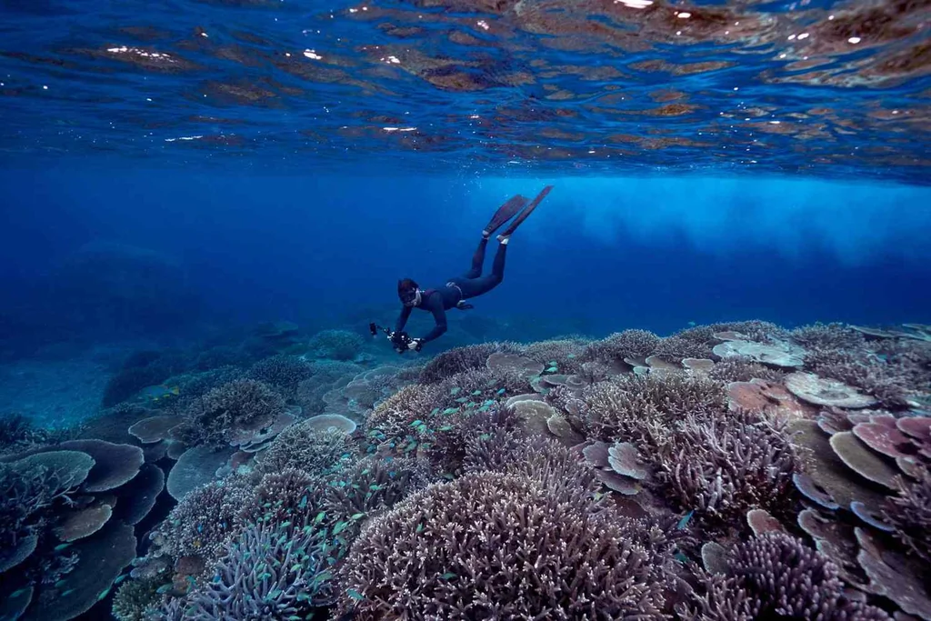 Un biologiste marin plongeant dans la Grande Barrière de Corail