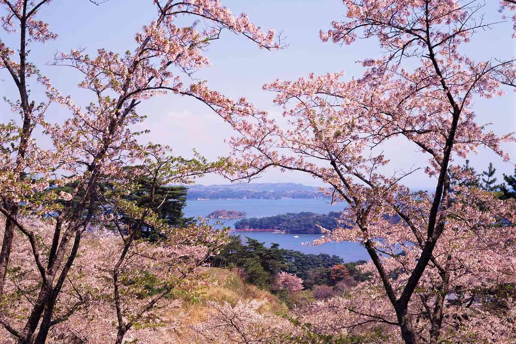 Cherry Trees in Bloom on Matsushima Bay, Miyagi