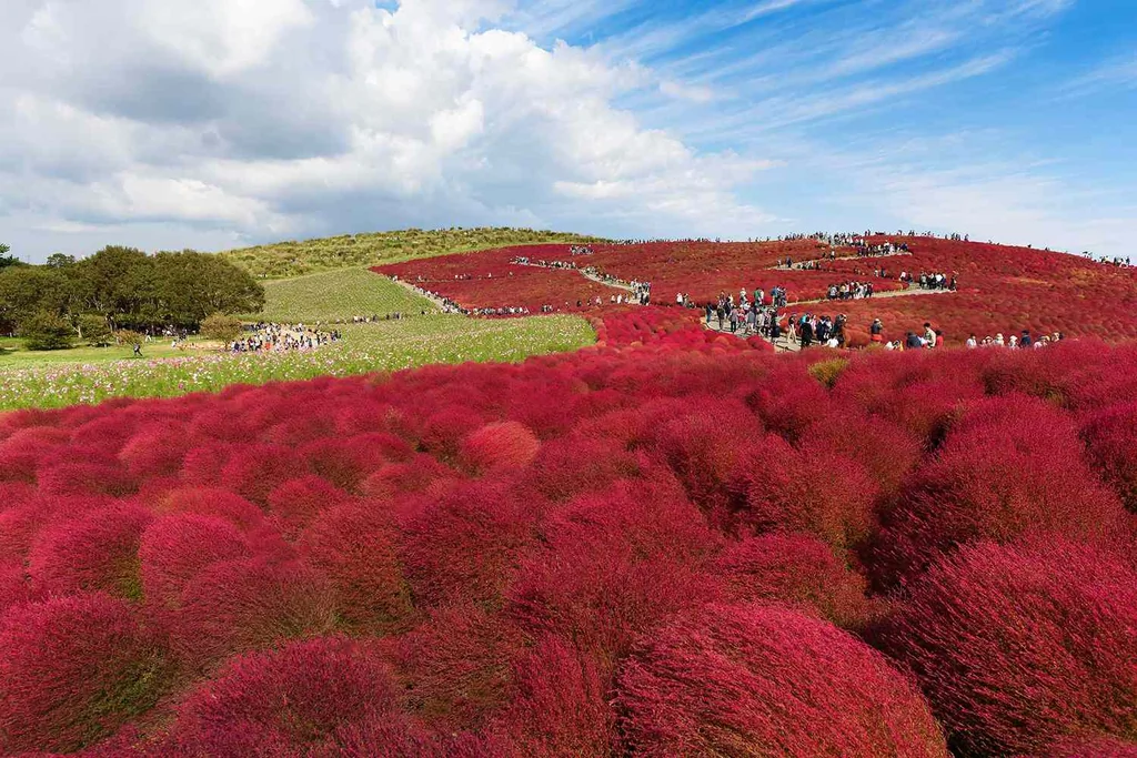 Red Kochia Scoparia field against blue sky, Hitachi Seaside Park