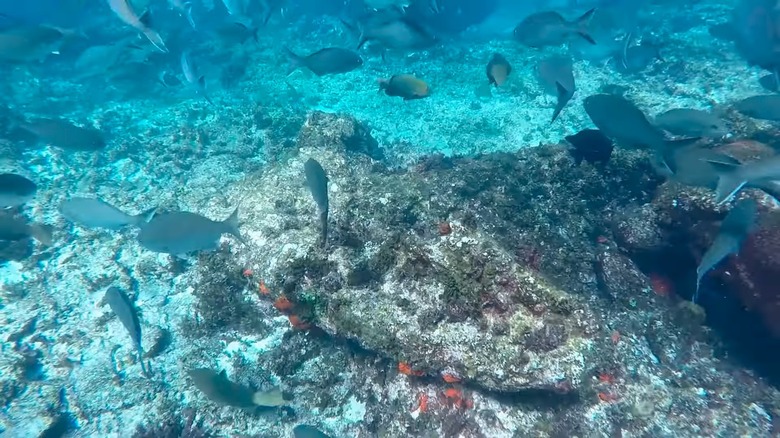 Batavia shipwreck, Abrolhos Islands, Australia