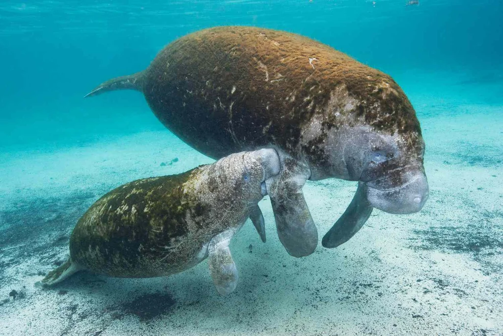 A manatee mother and her nursing calf.