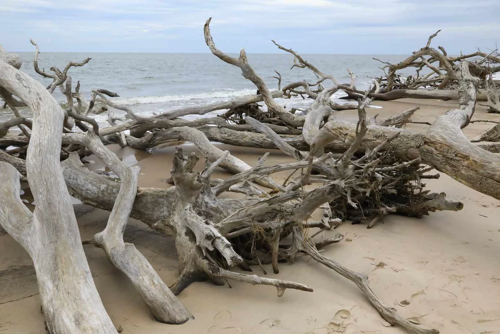 Dead trees and driftwood on the shore at the Boneyard Beach in Big Talbot State Park