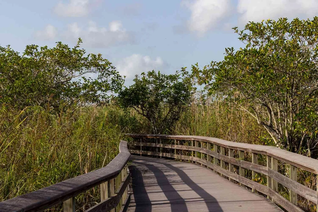 A boardwalk through vegetation in the Everglades