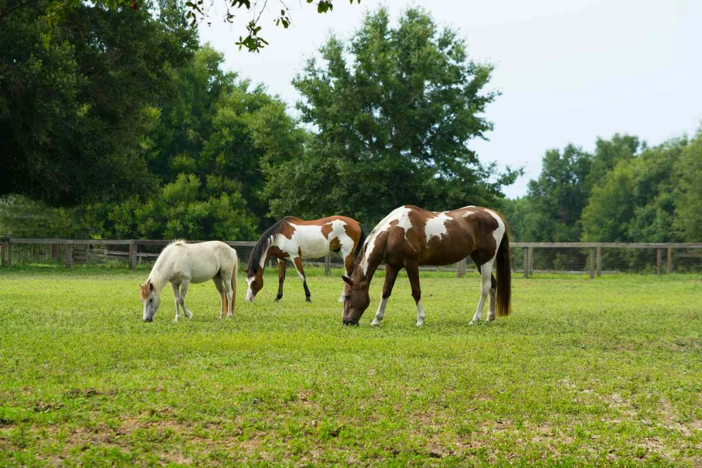 This image was shot in Ocala Florida, also known as Horse Country.