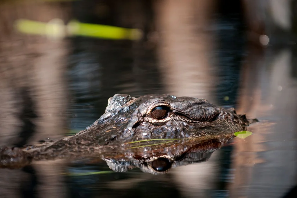 Swimming gator
