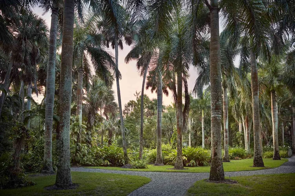 Palm Trees in McKee Botanical Garden