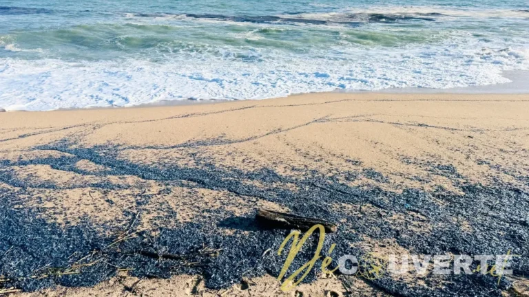 Oregon : d'étranges créatures bleues envahissent les plages, un spectacle naturel unique