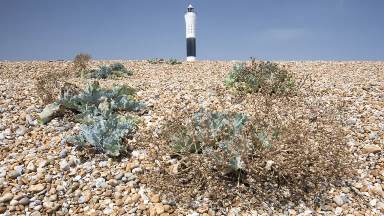 Dungeness : À la découverte du paysage le plus étrange d'Angleterre