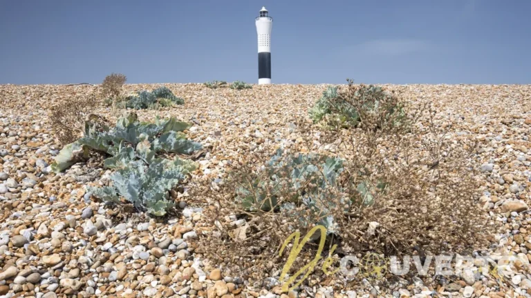Dungeness : Explorez le paysage le plus atypique et désertique d'Europe