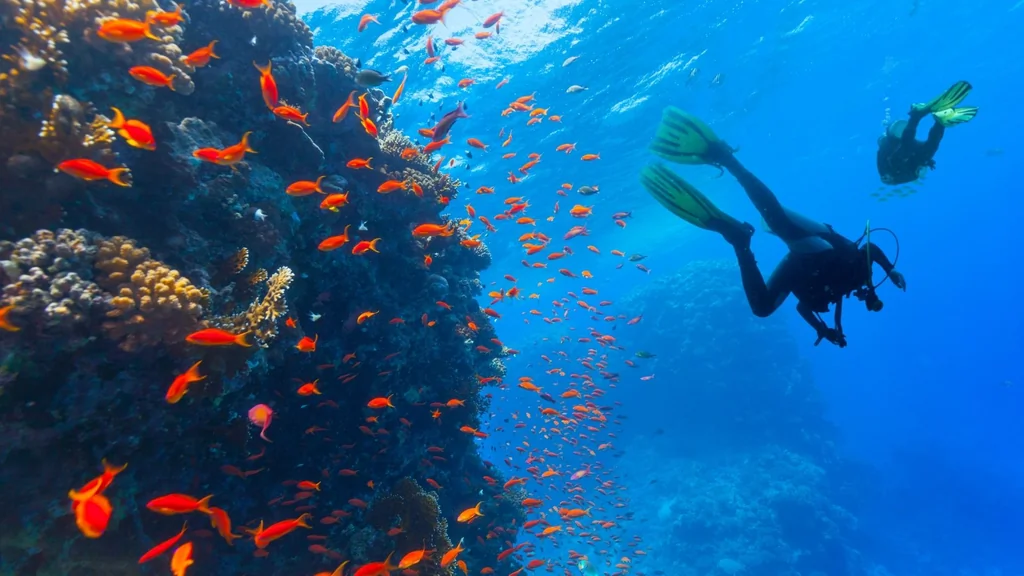 Un plongeur observe un récif de corail intact et sa biodiversité marine.