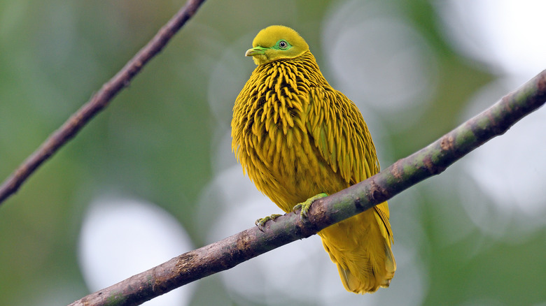 Golden fruit dove, Fiji