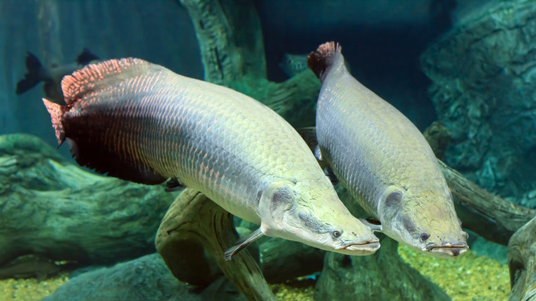 Poisson arapaïma nageant sous l'eau