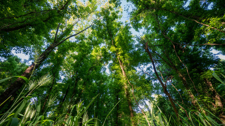 Vue sur la canopée et le ciel depuis le sentier