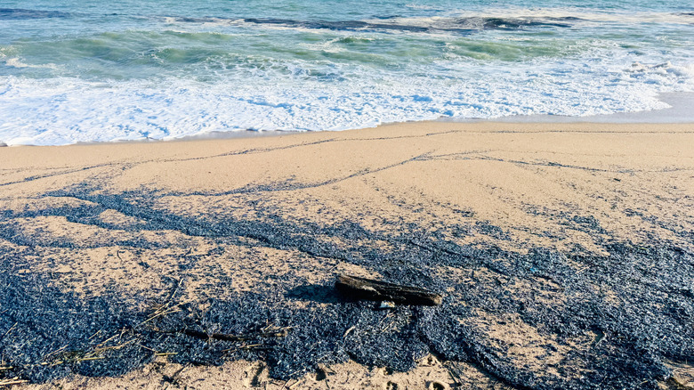 Plage de l'Oregon couverte de centaines de Velella bleues