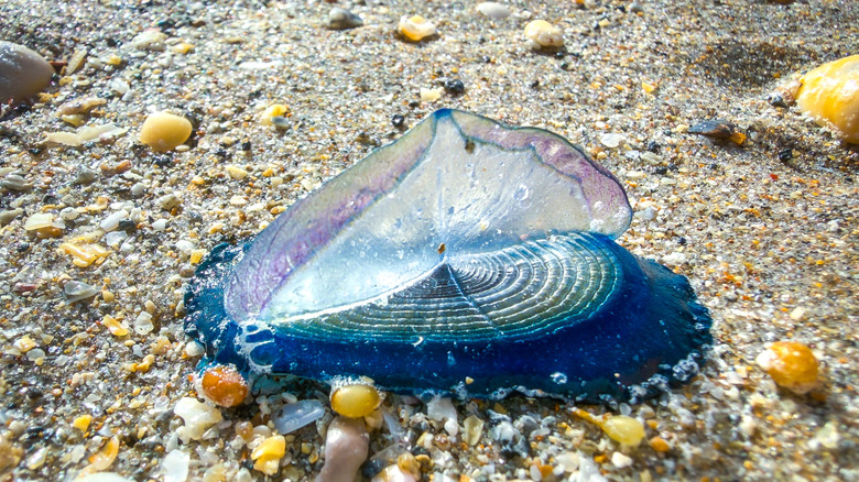 Gros plan d'une Velella bleue sur la plage