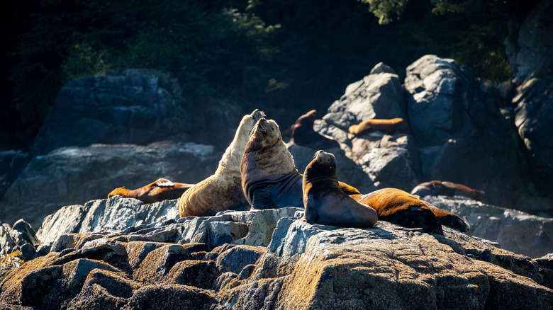 Lions de mer se prélassant sur la côte à Ucluelet, Colombie-Britannique