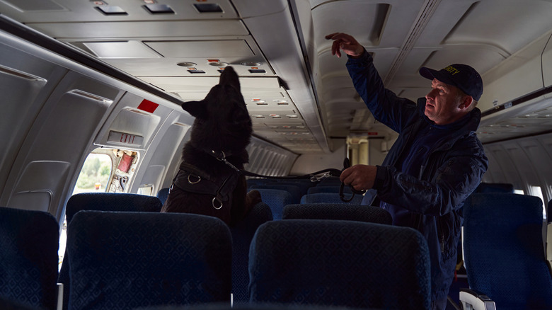 Forces de l'ordre avec un chien policier inspectant un avion
