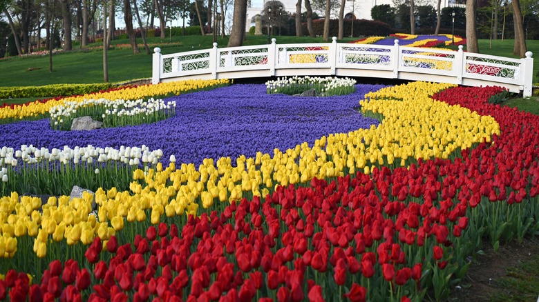 Istanbul, Turkey, Emirgan Park tulips