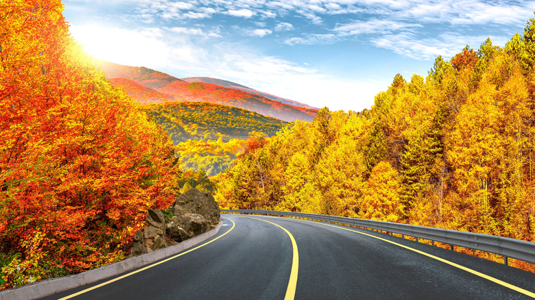 Une route traversant une forêt en automne avec des collines dorées