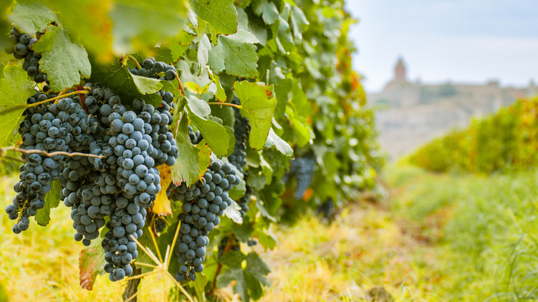 Vignes et monastère de Khor Virap en Arménie