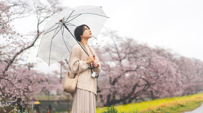 Une femme avec un parapluie devant des cerisiers en fleurs