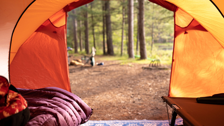 Vue d'une forêt depuis l'intérieur d'une tente