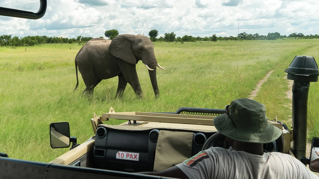 Éléphant sauvage dans la savane lors d'un safari au Botswana