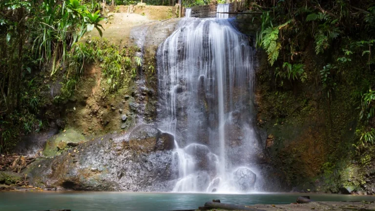 Parc forestier de Colo-i-Suva : une oasis de cascades au cœur des Fidji