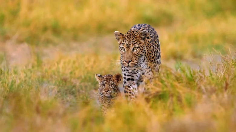 https://media.decouverte.net/2026/03/safari-de-reve-dans-un-lodge-au-coeur-de-la-savane-africaine-img_69c6966207168.webp