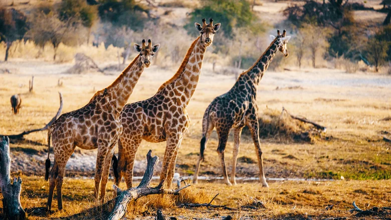 https://media.decouverte.net/2026/03/safari-de-reve-dans-un-lodge-au-coeur-de-la-savane-africaine-img_69c69665a9b9e.webp