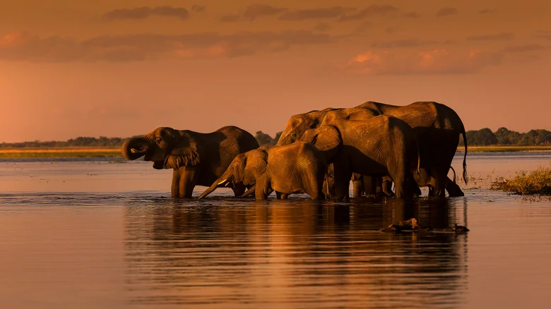 https://media.decouverte.net/2026/03/safari-de-reve-dans-un-lodge-au-coeur-de-la-savane-africaine-img_69c6966780767.webp