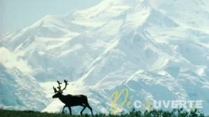 11 erreurs à éviter absolument lors d'un voyage en Alaska