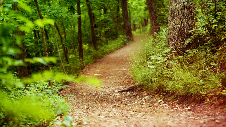 A hiking trail with lush greenery