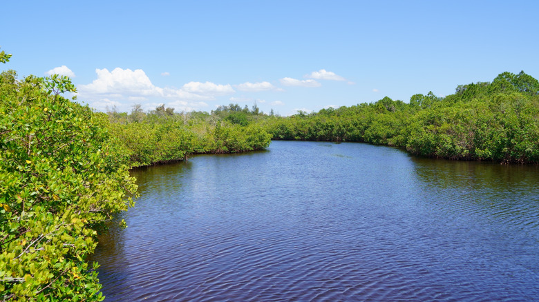Emerson Point Preserve where Manatee River meets Tampa Bay