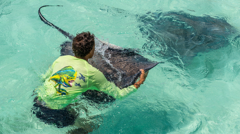 Trainer with stingray